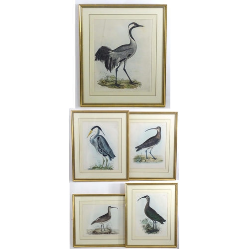 1694 - After Prideaux John Selby (1788-1867), 19th century, Five hand coloured ornithological / bird prints... 