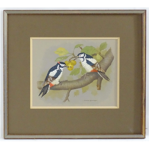 279 - David Andrews, 20th century, Ornithological School, Watercolour, Great-Spotted Woodpeckers, Two wood... 