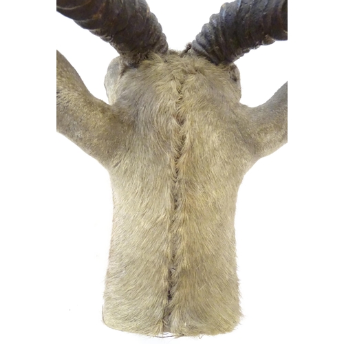 880 - Taxidermy : an early to mid 20thC head and cape mount of a Blackbuck, Approx. 26