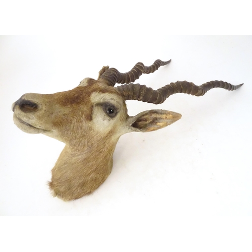 880 - Taxidermy : an early to mid 20thC head and cape mount of a Blackbuck, Approx. 26