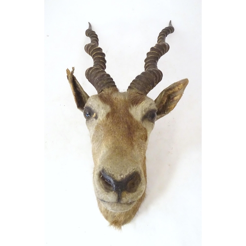 880 - Taxidermy : an early to mid 20thC head and cape mount of a Blackbuck, Approx. 26