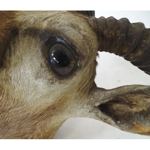 880 - Taxidermy : an early to mid 20thC head and cape mount of a Blackbuck, Approx. 26