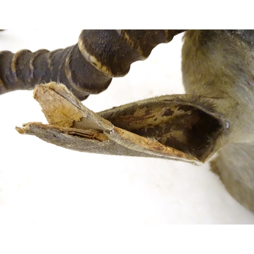 880 - Taxidermy : an early to mid 20thC head and cape mount of a Blackbuck, Approx. 26