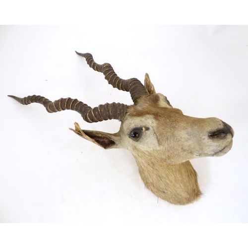 880 - Taxidermy : an early to mid 20thC head and cape mount of a Blackbuck, Approx. 26