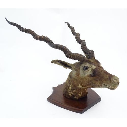 881 - Taxidermy : an early to mid 20thC head and cape mount of a Blackbuck, affixed to a shield plinth. Ap... 