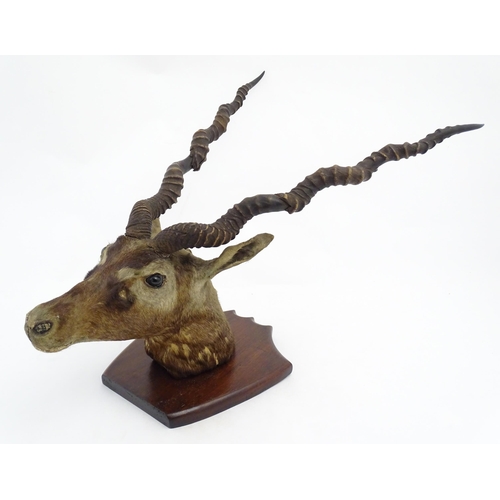 881 - Taxidermy : an early to mid 20thC head and cape mount of a Blackbuck, affixed to a shield plinth. Ap... 