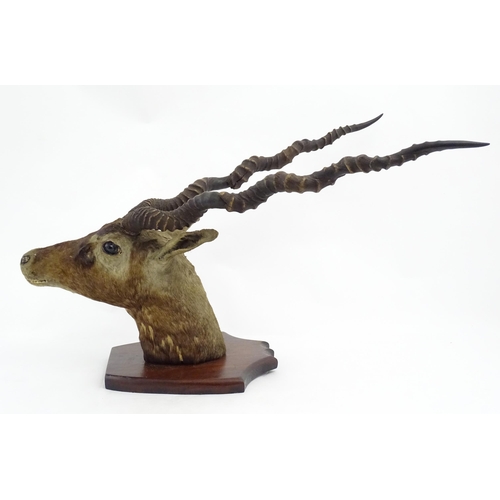 881 - Taxidermy : an early to mid 20thC head and cape mount of a Blackbuck, affixed to a shield plinth. Ap... 