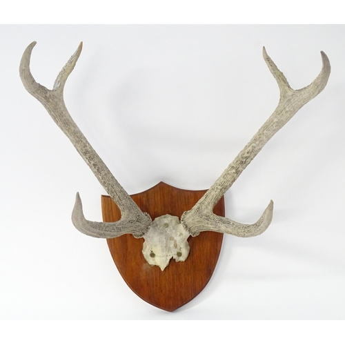 882 - Taxidermy: a 20thC partial skull mount of Red Deer antlers, affixed to a shield plinth, approx 31