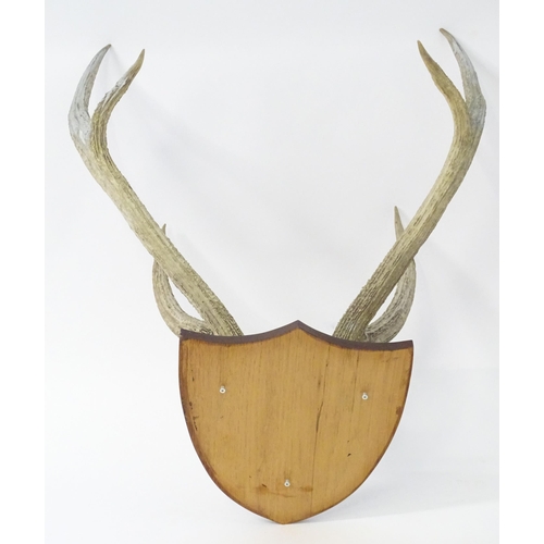 882 - Taxidermy: a 20thC partial skull mount of Red Deer antlers, affixed to a shield plinth, approx 31