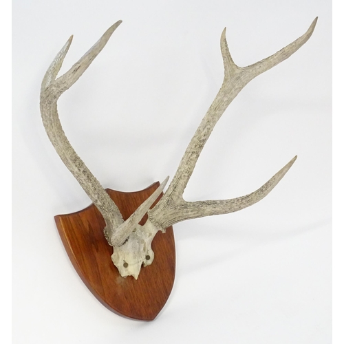 882 - Taxidermy: a 20thC partial skull mount of Red Deer antlers, affixed to a shield plinth, approx 31