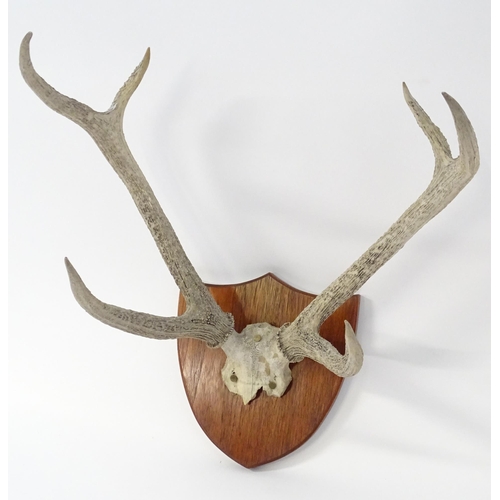 882 - Taxidermy: a 20thC partial skull mount of Red Deer antlers, affixed to a shield plinth, approx 31