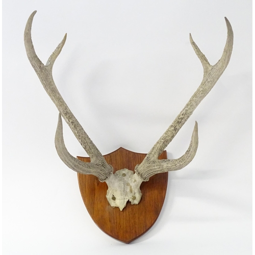 882 - Taxidermy: a 20thC partial skull mount of Red Deer antlers, affixed to a shield plinth, approx 31