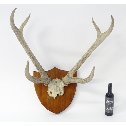 882 - Taxidermy: a 20thC partial skull mount of Red Deer antlers, affixed to a shield plinth, approx 31