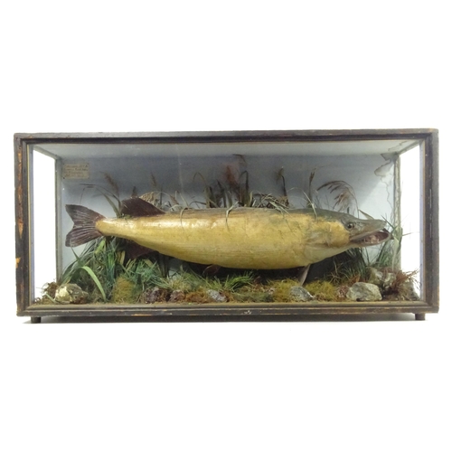 883 - Taxidermy: an early 20thC cased mount of a specimen pike by F.F. Spicer & Sons, Birmingham, posed in... 