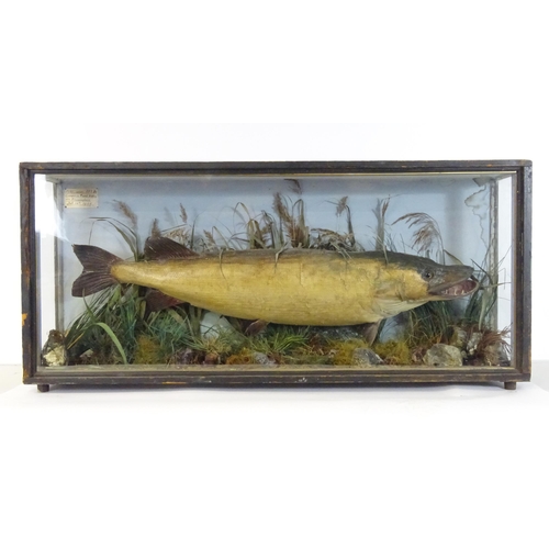 883 - Taxidermy: an early 20thC cased mount of a specimen pike by F.F. Spicer & Sons, Birmingham, posed in... 