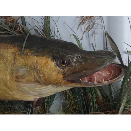 883 - Taxidermy: an early 20thC cased mount of a specimen pike by F.F. Spicer & Sons, Birmingham, posed in... 