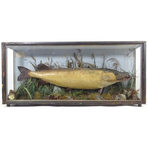 883 - Taxidermy: an early 20thC cased mount of a specimen pike by F.F. Spicer & Sons, Birmingham, posed in... 