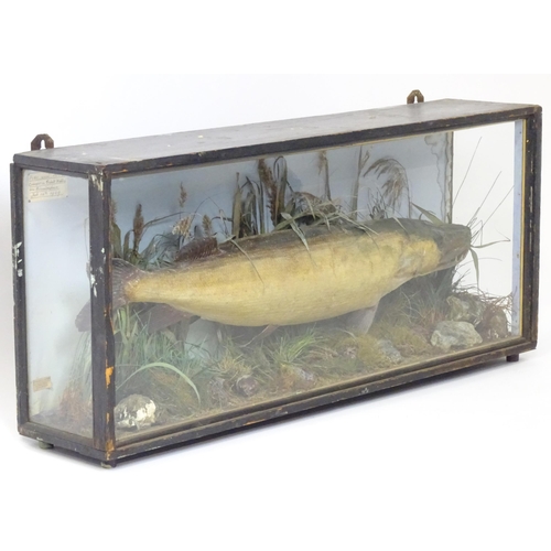 883 - Taxidermy: an early 20thC cased mount of a specimen pike by F.F. Spicer & Sons, Birmingham, posed in... 