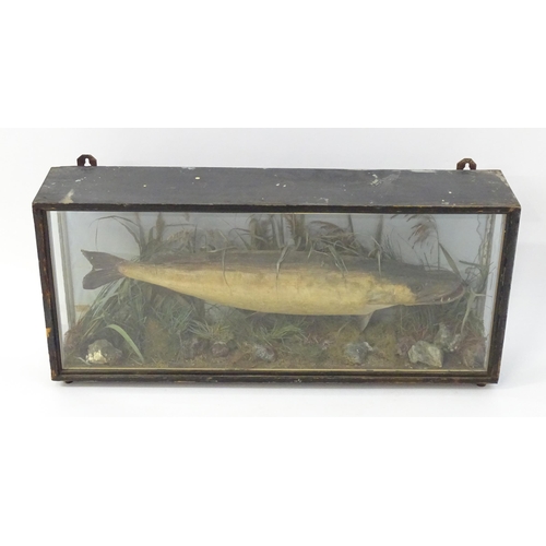 883 - Taxidermy: an early 20thC cased mount of a specimen pike by F.F. Spicer & Sons, Birmingham, posed in... 