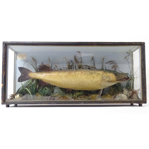 883 - Taxidermy: an early 20thC cased mount of a specimen pike by F.F. Spicer & Sons, Birmingham, posed in... 