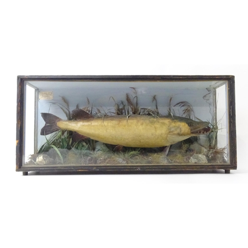 883 - Taxidermy: an early 20thC cased mount of a specimen pike by F.F. Spicer & Sons, Birmingham, posed in... 