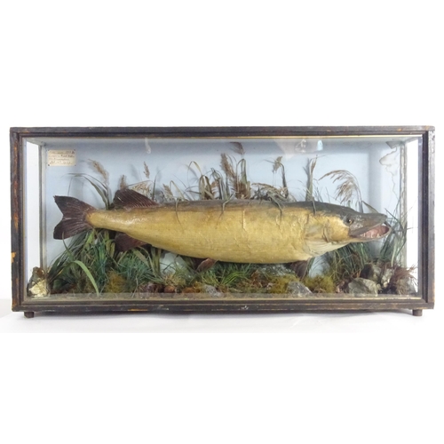 883 - Taxidermy: an early 20thC cased mount of a specimen pike by F.F. Spicer & Sons, Birmingham, posed in... 