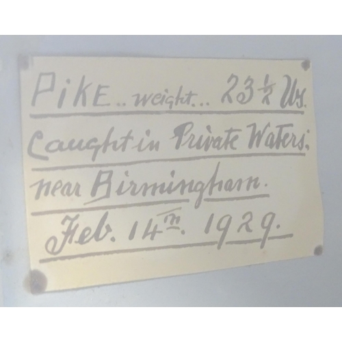 883 - Taxidermy: an early 20thC cased mount of a specimen pike by F.F. Spicer & Sons, Birmingham, posed in... 