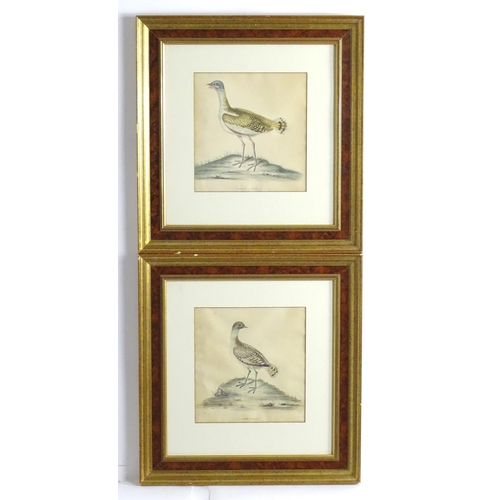 1986 - After William Hayes & Family, 18th century, Engravings with hand colouring, Two ornithological studi... 