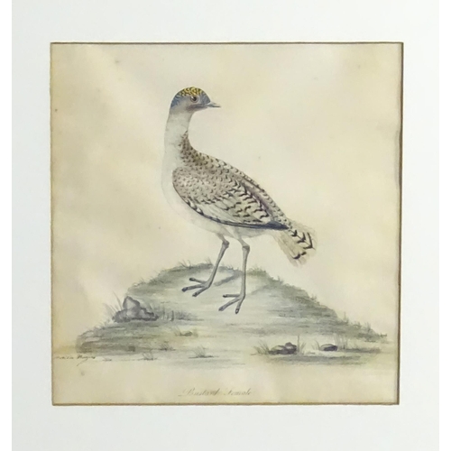 1986 - After William Hayes & Family, 18th century, Engravings with hand colouring, Two ornithological studi... 