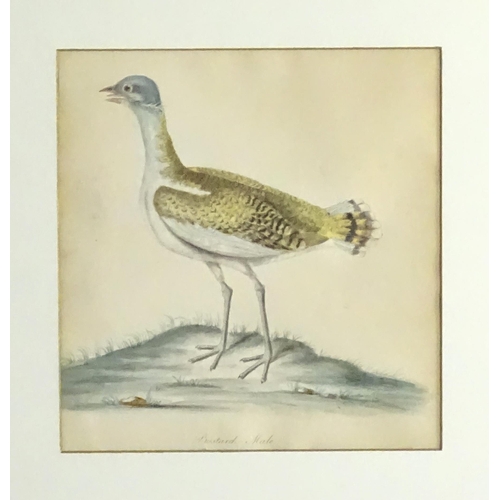 1986 - After William Hayes & Family, 18th century, Engravings with hand colouring, Two ornithological studi... 