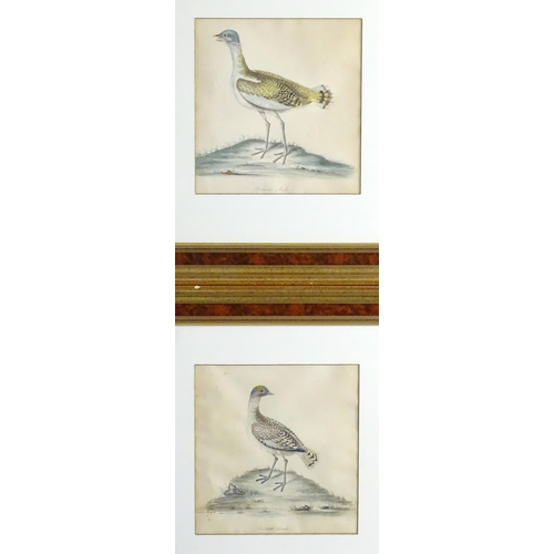 1986 - After William Hayes & Family, 18th century, Engravings with hand colouring, Two ornithological studi... 