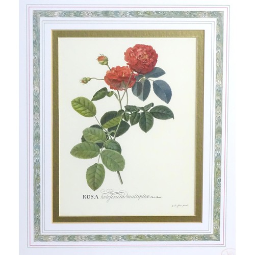 2001A - After Georg Dionysius Ehret (1708-1770), Four limited edition colour prints from the Victoria & Albe... 