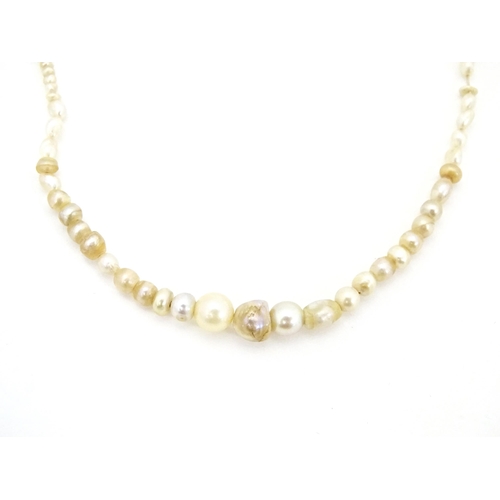 648 - A graduated pearl necklace with yellow metal clasp. Approx. 13 1/2