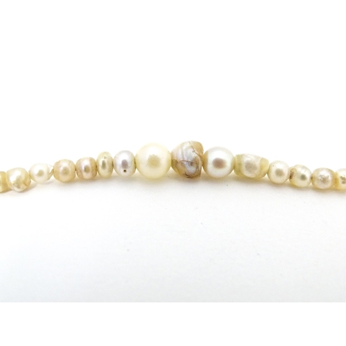 648 - A graduated pearl necklace with yellow metal clasp. Approx. 13 1/2