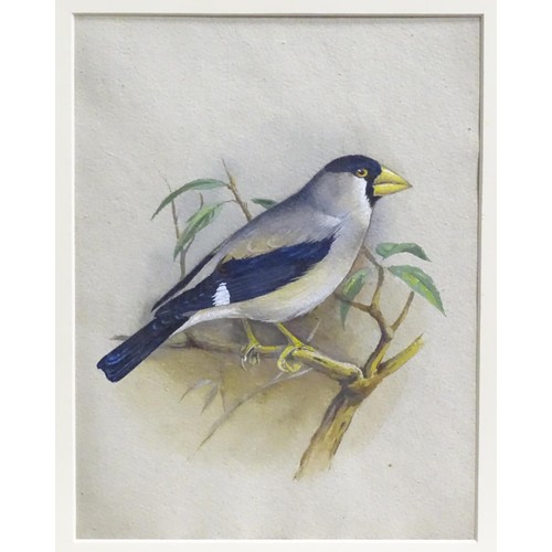 326 - Eric Gorton, 20th century, Ornithological School, Watercolour, gouache and ink, A study of a Japanes... 