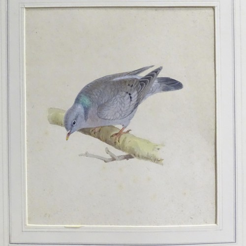 327 - Eric Gorton, 20th century, Ornithological School, Watercolour, gouache and ink, Two studies of pigeo... 