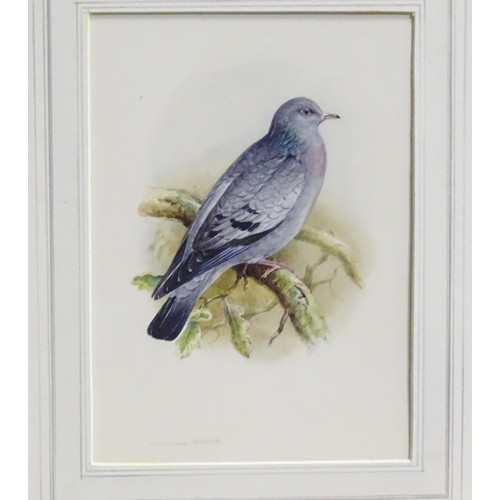 327 - Eric Gorton, 20th century, Ornithological School, Watercolour, gouache and ink, Two studies of pigeo... 