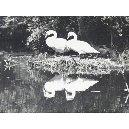 919 - A quantity of early 20th century black and white photographs to include two swans nesting, a young m... 