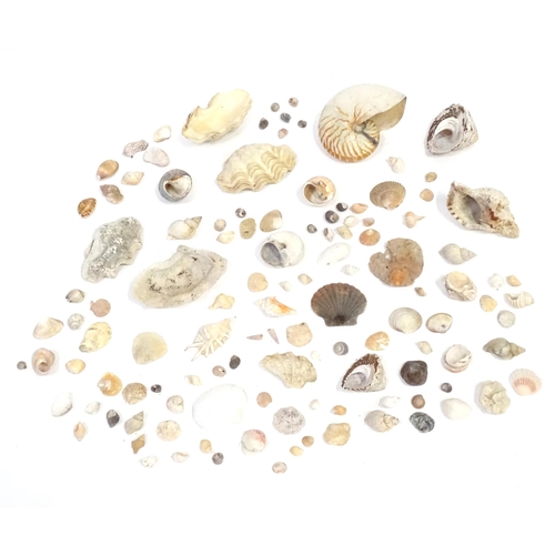 967 - A large quantity of assorted shells