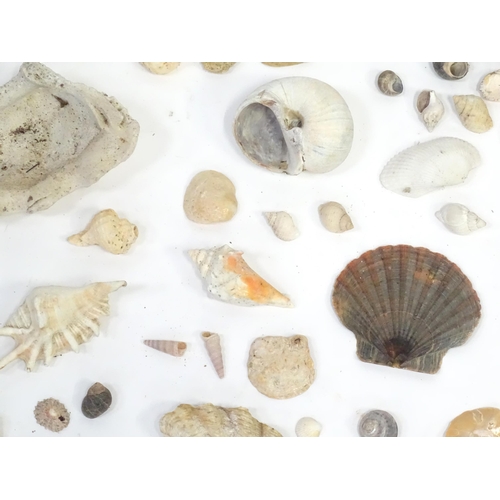 967 - A large quantity of assorted shells