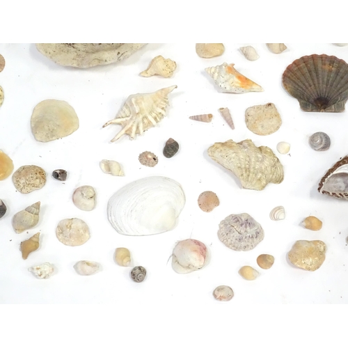 967 - A large quantity of assorted shells