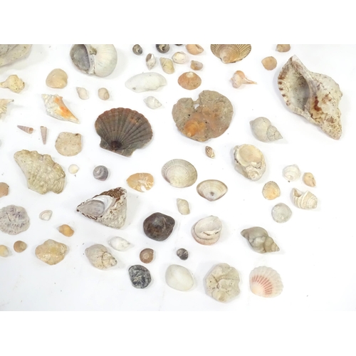 967 - A large quantity of assorted shells