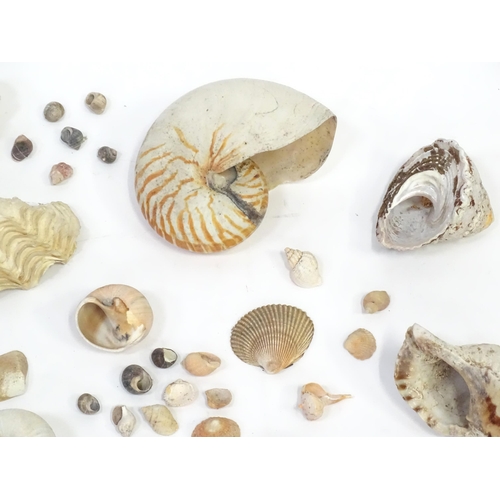 967 - A large quantity of assorted shells