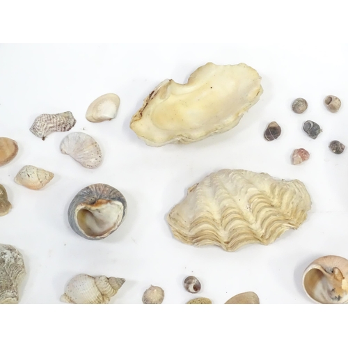 967 - A large quantity of assorted shells