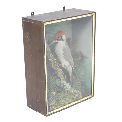 1352 - Taxidermy: an early to mid 20thC cased mount of a Green Woodpecker, posed upon a branch within a nat... 