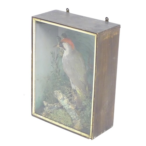 1352 - Taxidermy: an early to mid 20thC cased mount of a Green Woodpecker, posed upon a branch within a nat... 