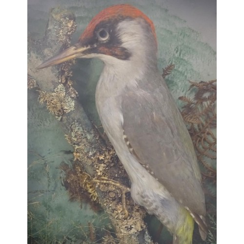 1352 - Taxidermy: an early to mid 20thC cased mount of a Green Woodpecker, posed upon a branch within a nat... 