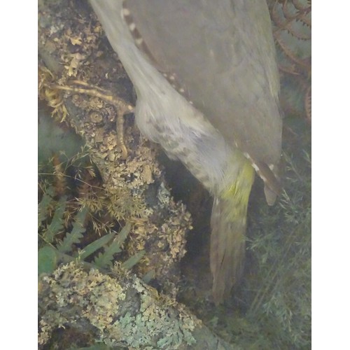 1352 - Taxidermy: an early to mid 20thC cased mount of a Green Woodpecker, posed upon a branch within a nat... 