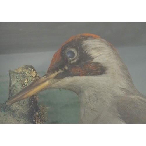 1352 - Taxidermy: an early to mid 20thC cased mount of a Green Woodpecker, posed upon a branch within a nat... 