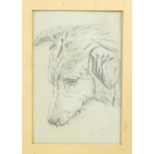 2002 - Marian Bennett, Early 20th century, Pencil sketch, A study of a dog. Signed and dated 1903 lower rig... 